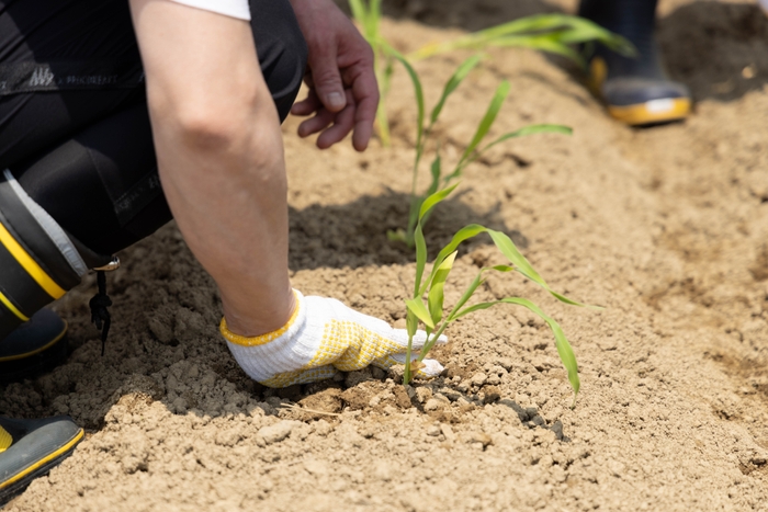 1本1本手植えします