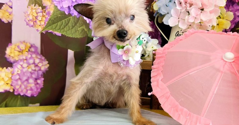 (( 2025.06.01 )).本日ご来店のモデルちゃん🐶🐾⁡⁡お肌いつも赤くなってしまうのでAcocoのセットメニューを使用していただきま...（2025.06.01） | 福島市のトリミングサロン 犬の美容室Poo（プー）│トリミング・ペットホテル・南福島・ペット