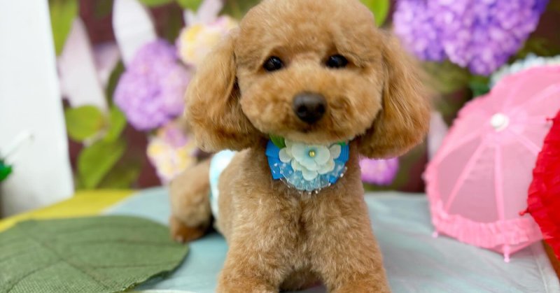 (( 2025.06.03 )).本日ご来店のモデルくん🐶🐾⁡Acocoセットでふわふわモコモコになりました😄デザインカットもはえますね💕...（2025.06.04） | 福島市のトリミングサロン 犬の美容室Poo（プー）│トリミング・ペットホテル・南福島・ペット