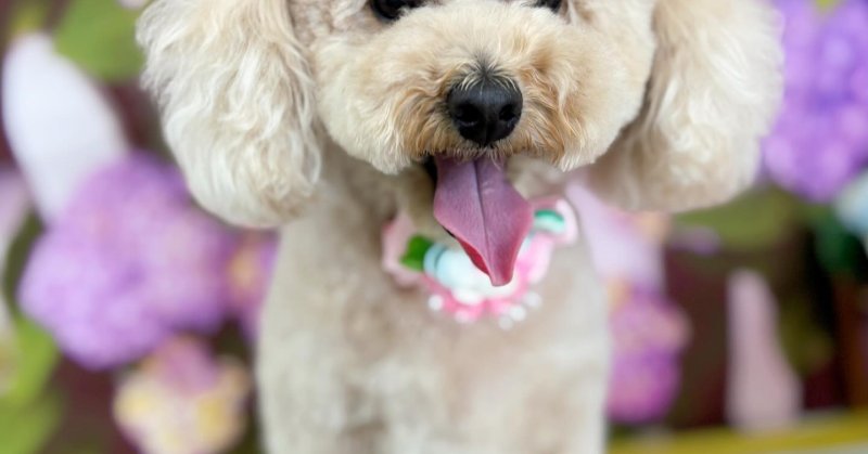 (( 2025.06.06 )).本日ご来店のモデルちゃん🐶Acocoシャンプーセットて毛量増し増し😊可愛さ倍増しました💕💕✨いつもご来...（2025.06.07） | 福島市のトリミングサロン 犬の美容室Poo（プー）│トリミング・ペットホテル・南福島・ペット