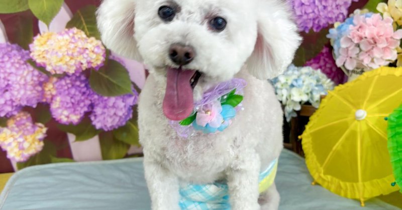 (( 2025.06.08 )).本日ご来店のモデルくん🐶Acocoシャンプーでふわふわ手触り最高になりました！使い続けてお肌の調子も良くな.....（2025.06.08） | 福島市のトリミングサロン 犬の美容室Poo（プー）│トリミング・ペットホテル・南福島・ペット