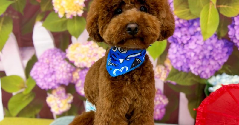 (( 2025.06.09 )).本日ご来店のモデルくん🐶Acocoシャンプーセットで、毛量増し増し！ふわふわになりました😊いつもご来店頂....（2025.06.10） | 福島市のトリミングサロン 犬の美容室Poo（プー）│トリミング・ペットホテル・南福島・ペット