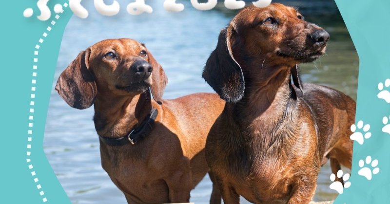 犬種別オフ会 開催！同じ犬種を飼っている者同士で情報交換をしたり犬友づくりの場としてぜひ🐾✅イベント参加費のみでOK✅予約不...（2025.06.12） | 福島市のペット - ペットフェスふくしま 2025 in 福島トヨタクラウンアリーナ(国体記念体育館)