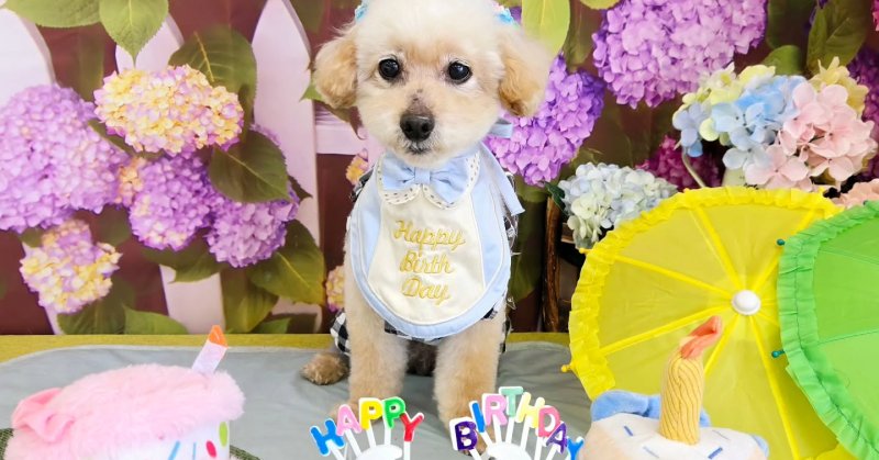(( 2025.06.13 )).本日ご来店のモデルくん🐶今月13歳のお誕生日だそうです！💝🎂 𝙷𝚊𝚙𝚙𝚢 𝙱𝚒𝚛𝚝𝚑?...（2025.06.13）
