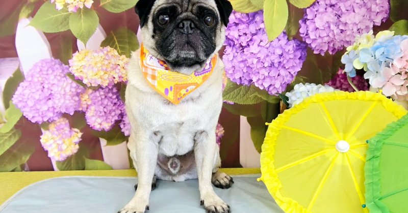 (( 2025.06.13 )).本日ご来店のモデルくん🐶Acocoシャンプーをしようしてさらっさらになりました！いつもご来店頂き有難う...（2025.06.13） | 福島市のトリミングサロン 犬の美容室Poo（プー）│トリミング・ペットホテル・南福島・ペット