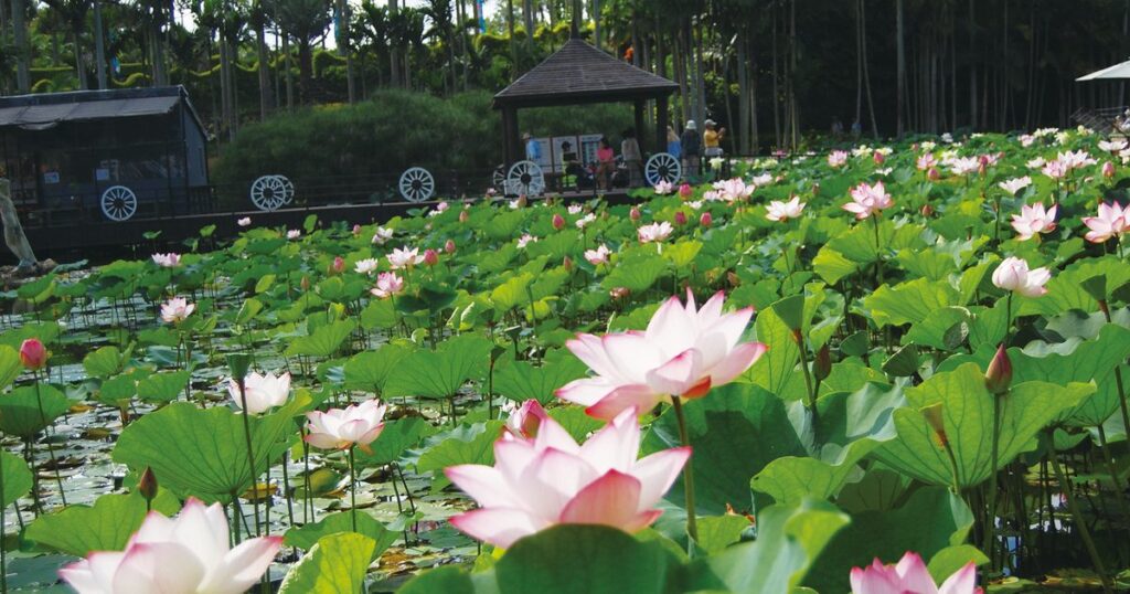 蓮の花と台湾朝食、すがすがしい朝　東南植物楽園「楽園朝涼み」開催　沖縄 - 琉球新報デジタル