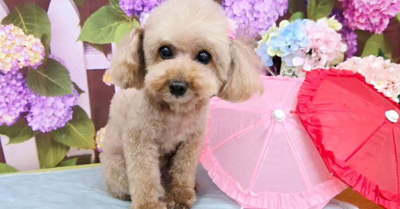 (( 2025.06.14 )).本日ご来店のモデルちゃん🐶🐾⁡Acocoシャンプーを使用してふわっふわのさらっさらになりました！いつもご....（2025.06.14） | 福島市のトリミングサロン 犬の美容室Poo（プー）│トリミング・ペットホテル・南福島・ペット