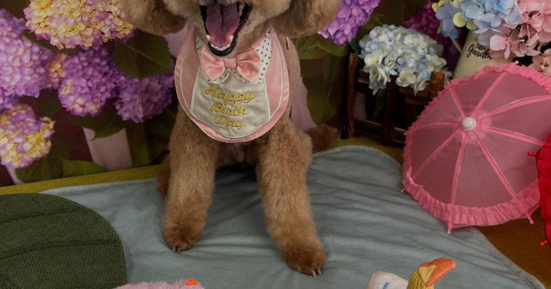 (( 2025.06.14 )).本日ご来店のモデルちゃん🐶🐾⁡今月13歳のお誕生日だそうです！🎀𝓗𝓪𝓹𝓹𝔂 𝓑𝓲𝓻𝓽?...（2025.06.14） | 福島市のトリミングサロン 犬の美容室Poo（プー）│トリミング・ペットホテル・南福島・ペット