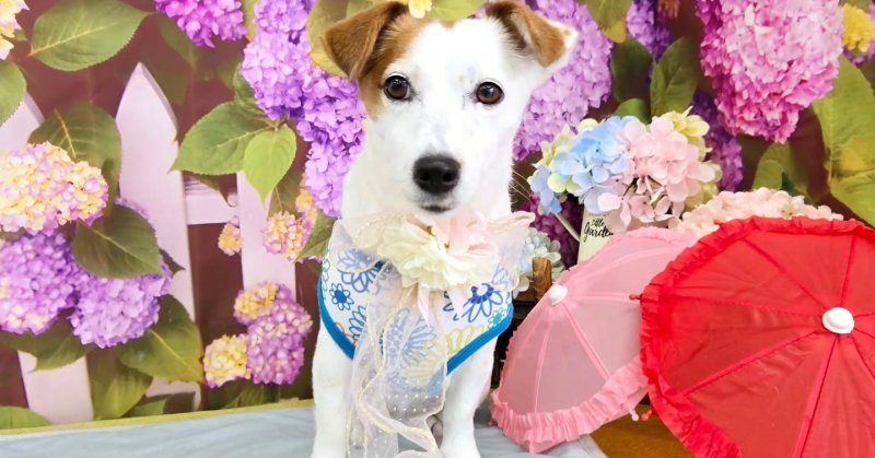 (( 2025.06.14 )).本日ご来店のモデルちゃん🐶🐾⁡Acocoシャンプーを使用してさらさらツルッツルになりました！いつもご来店....（2025.06.14） | 福島市のトリミングサロン 犬の美容室Poo（プー）│トリミング・ペットホテル・南福島・ペット