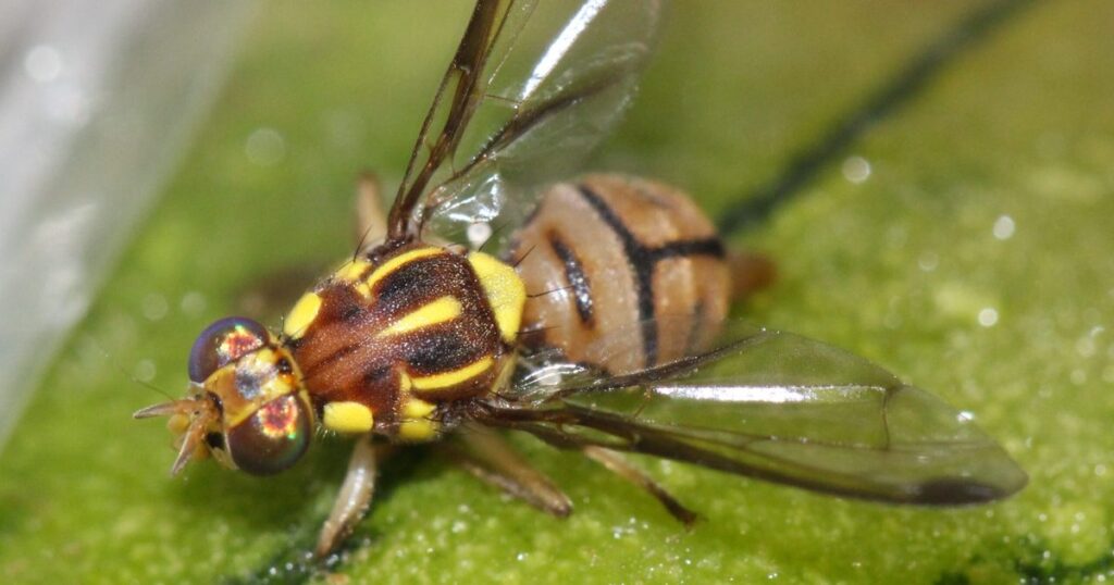 伊江、伊平屋、伊是名でセグロウリミバエ確認 移動規制拡大の恐れも 沖縄 – 琉球新報デジタル 伊江、伊平屋、伊是名でセグロウリミバエ確認 移動規制拡大の恐れも 沖縄 - 琉球新報デジタル