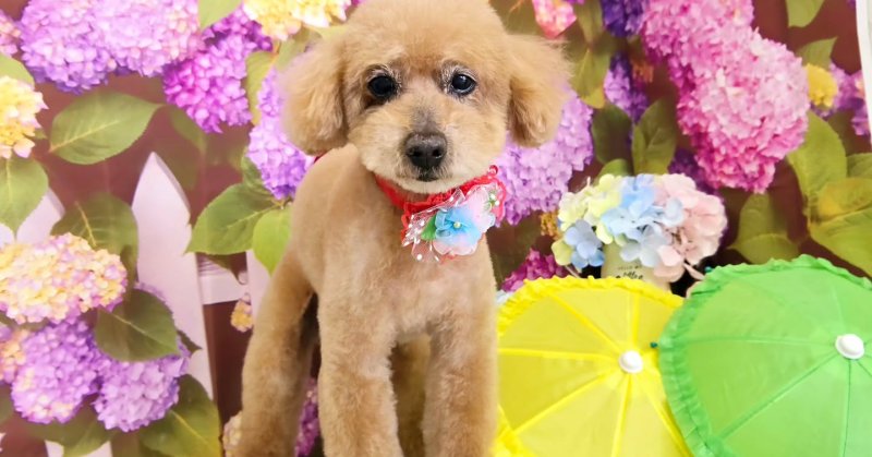 (( 2025.06.19 )).本日ご来店のモデルくん🐶Acocoシャンプー使用してふわふわになりました✨いつもご来店頂き有難うござ.....（2025.06.19） | 福島市のトリミングサロン 犬の美容室Poo（プー）│トリミング・ペットホテル・南福島・ペット