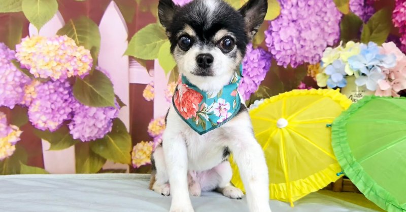 (( 2025.06.20 )).本日ご来店のモデルくん🐶Acocoシャンプー使用してさらさらになりました✨いつもご来店頂き有難うござ.....（2025.06.20） | 福島市のトリミングサロン 犬の美容室Poo（プー）│トリミング・ペットホテル・南福島・ペット