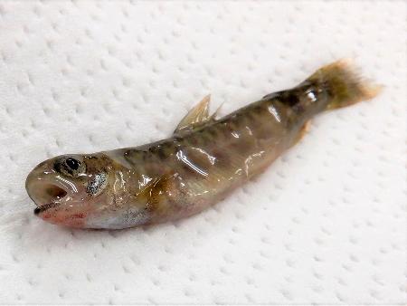滋賀で「レッドマウス病」が発生 国内２例目、イワナから | | 全国のニュース