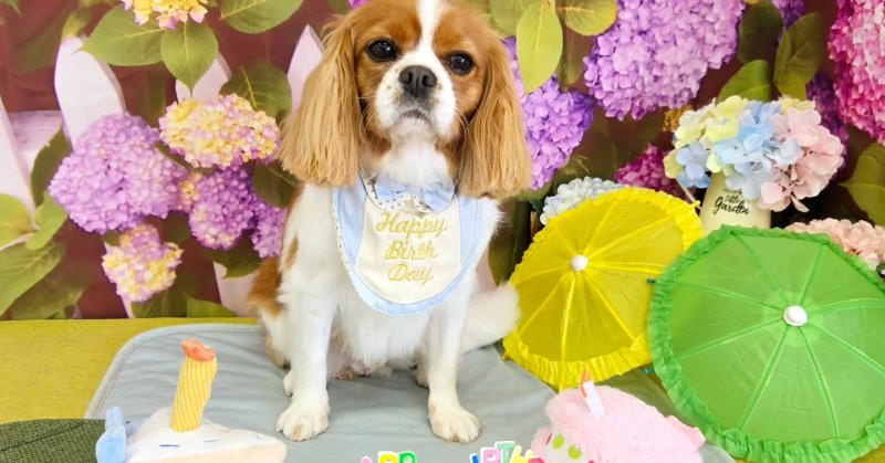 (( 2025.06.20 )).本日ご来店のモデルくん🐶Acocoシャンプー使用してさらっさらになりました✨今月5歳の誕生日だそうです！💝?...（2025.06.20） | 福島市のトリミングサロン 犬の美容室Poo（プー）│トリミング・ペットホテル・南福島・ペット