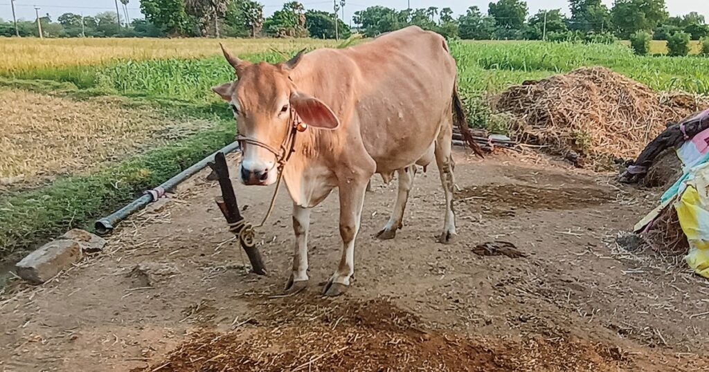 ワールドウオッチ：世界最大の牛乳生産国インドで注目を集める牛糞　稲垣佑花里 | 週刊エコノミスト Online