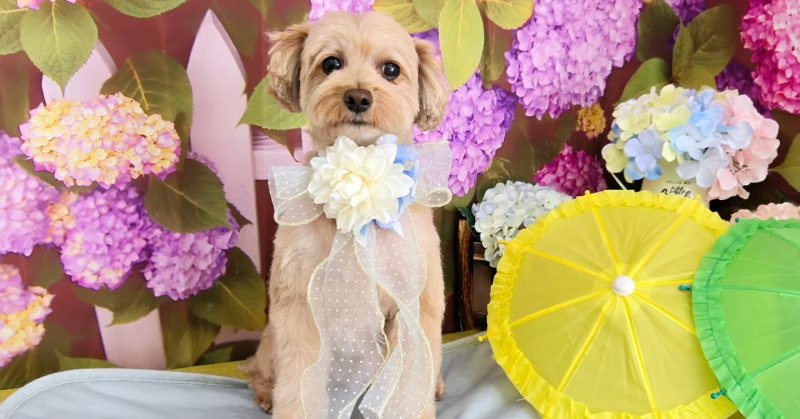 (( 2025.06.20 )).本日ご来店のモデルくん🐶Acocoシャンプー使用してふわふわになりました✨いつもご来店頂き有難うござ.....（2025.06.20） | 福島市のトリミングサロン 犬の美容室Poo（プー）│トリミング・ペットホテル・南福島・ペット