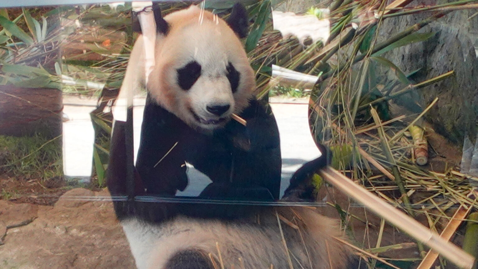消えるパンダ、そのあとどうなる？　和歌山県・白浜町の“パンダ・フィーバー”を見てきた - トラベル Watch