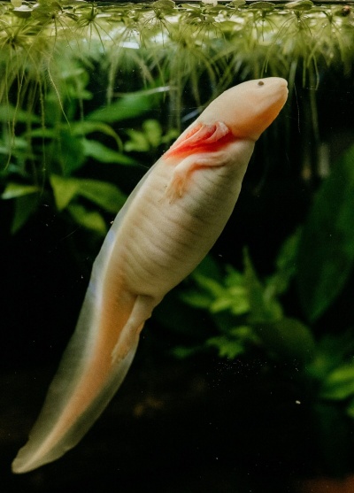 メキシコ原産のメキシコサラマンダーは、野生では絶滅の危機にある一方、実験室の中ではアンチエイジングや傷の治癒の秘密を少しずつ明かしつつある。（PHOTOGRAPH BY RAQUEL SAGGIN）