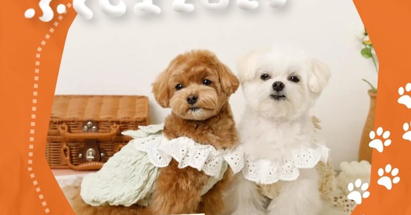 出店店舗 〖 物販 〗ペットフェスふくしま2025の出店者のご紹介🐾▶ Dogrun＆Cafeお犬さまパーク@oinusamapark.fukush...（2025.06.23） | 福島市のペット - ペットフェスふくしま 2025 in 福島トヨタクラウンアリーナ(国体記念体育館)