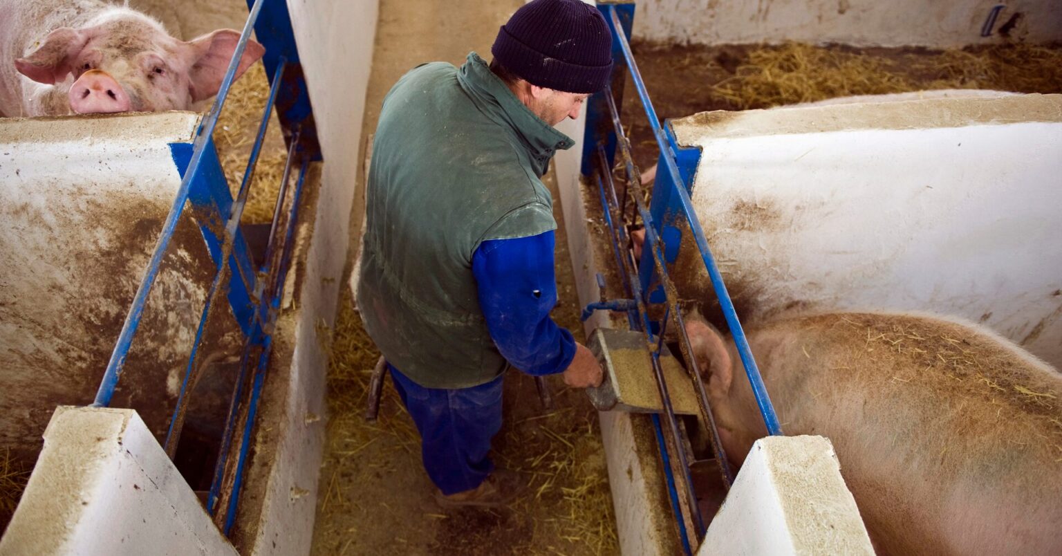 中国のＥＵ産豚肉調査、スペインなど3社対象　ＥＶ関税に対抗 | ロイター