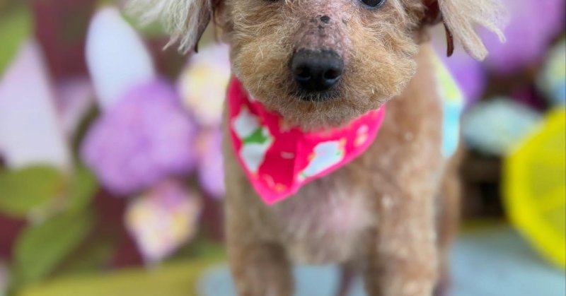 (( 2025.06.24 )).本日ご来店のモデルくん🐶AcocoシャンプーとAcocoミルク温浴でお肌良くなりますように🍀👍いつもご来...（2025.06.25） | 福島市のトリミングサロン 犬の美容室Poo（プー）│トリミング・ペットホテル・南福島・ペット