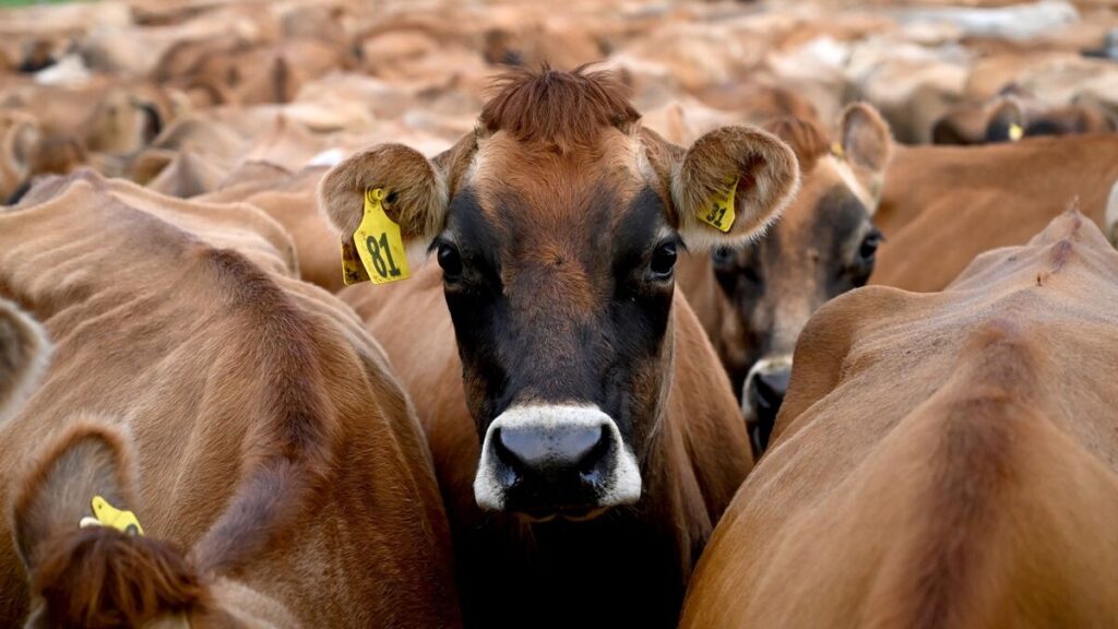 牛ふん尿から発生するメタン９割削減、偶然見つかった新手法 - Bloomberg