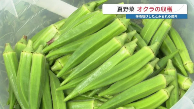 ねばねばで美味しい 夏野菜オクラの収穫始まる　熊本県菊陽町