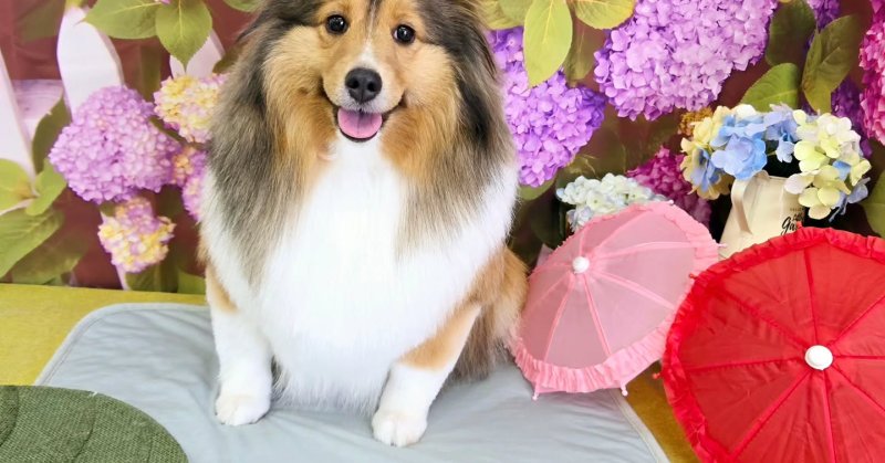 (( 2025.06.28 )).本日ご来店のモデルちゃん🐶Acocoシャンプーを使用してふわふわのサラサラに！いつもご来店頂き有難うこ...（2025.06.28） | 福島市のトリミングサロン 犬の美容室Poo（プー）│トリミング・ペットホテル・南福島・ペット