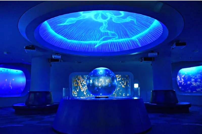 江ノ島水族館　イルカ・アシカショー「きずな／kizuna」