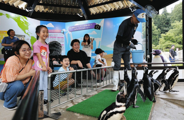 よちよちペンギン 見に来て　いしかわ動物園　「お散歩」始める
