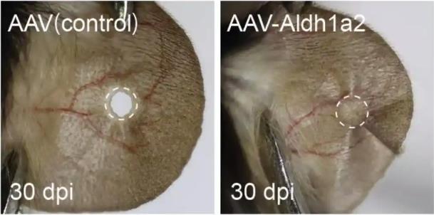 中国の科学者、マウス耳介の再生に初めて成功