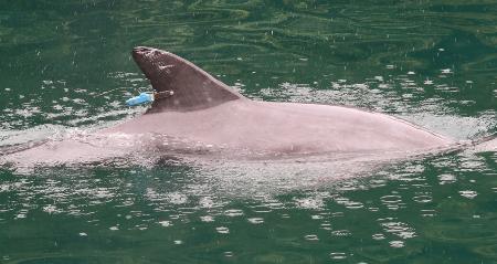かみつきイルカに発信機、福井 被害防止へ位置情報を把握 | | 全国のニュース