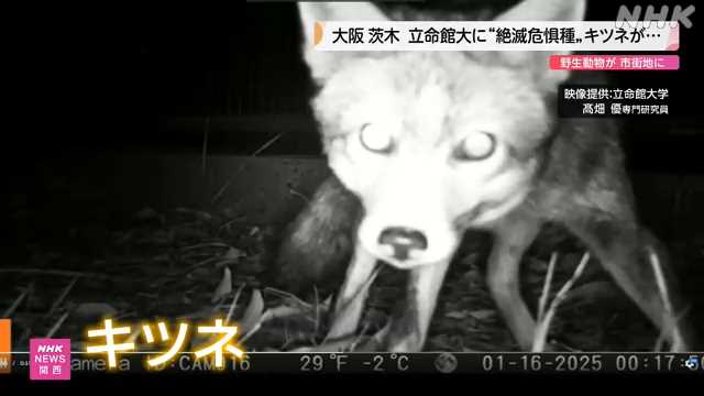 市街地のキャンパスにキツネなどの生息を確認 大阪 茨木｜NHK 関西のニュース