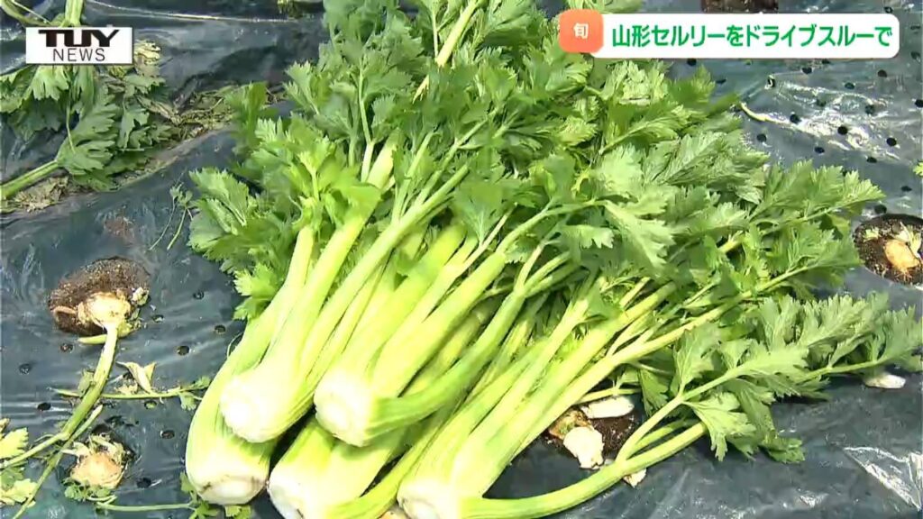 今が旬! 新鮮な "山形セルリー" の即売会　販売開始前から列ができ大人気!（山形）（テレビユー山形） - Yahoo!ニュース