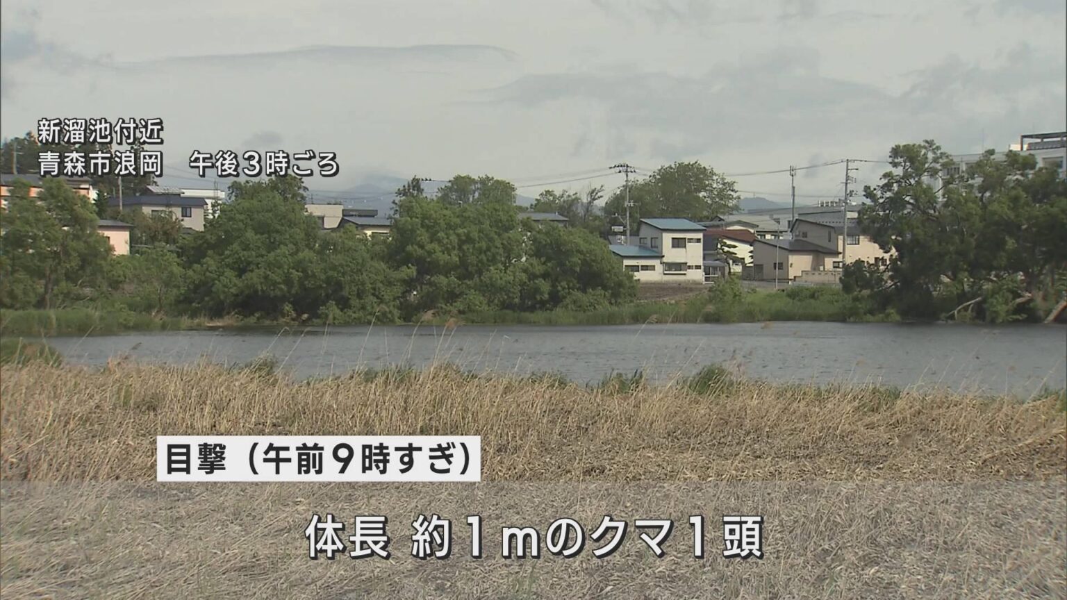 青森市でクマの目撃情報相次ぐ 市や警察が注意呼び掛け（ABA青森朝日放送） - Yahoo!ニュース - Yahoo!ニュース