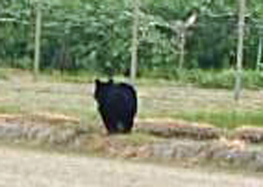 「この辺りでクマが出るなんて今までにない」青森県板柳町中心部、駅や役場近くでクマ目撃6件（Web東奥） - Yahoo!ニュース - Yahoo!ニュース