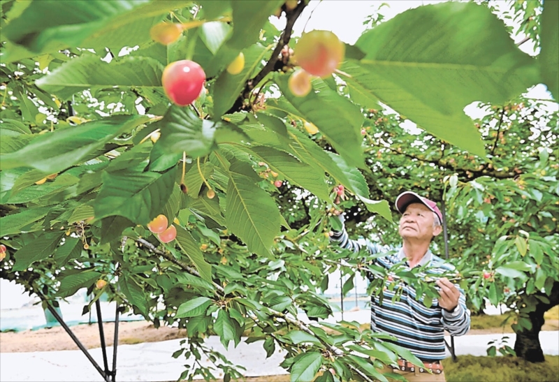 園内を見回す紺野さん。サクランボの果実は例年よりまばらに付いている＝福島市飯坂町、やまこう紺野果樹園