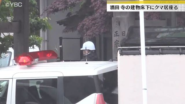 山形県酒田市の住宅街にある寺の本堂の床下にクマが居座る 警察と猟友会が箱わな設置（YBC山形放送） - Yahoo!ニュース - Yahoo!ニュース