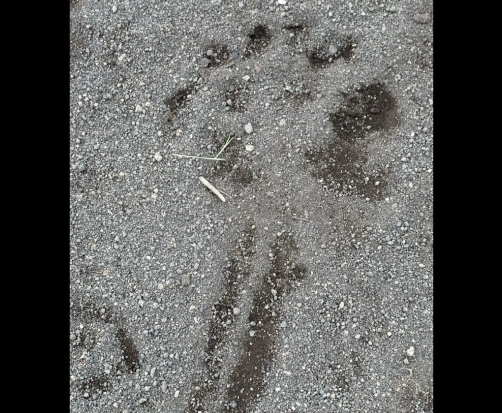 【ヒグマ速報】深夜の住宅街に"体長2メートル"のクマ出現＿公園内をのしのし歩いたか？足跡クッキリ…警察が緊急出動、周辺住民に注意呼びかけ〈北海道苫小牧市〉（北海道ニュースUHB） - Yahoo!ニュース - Yahoo!ニュース