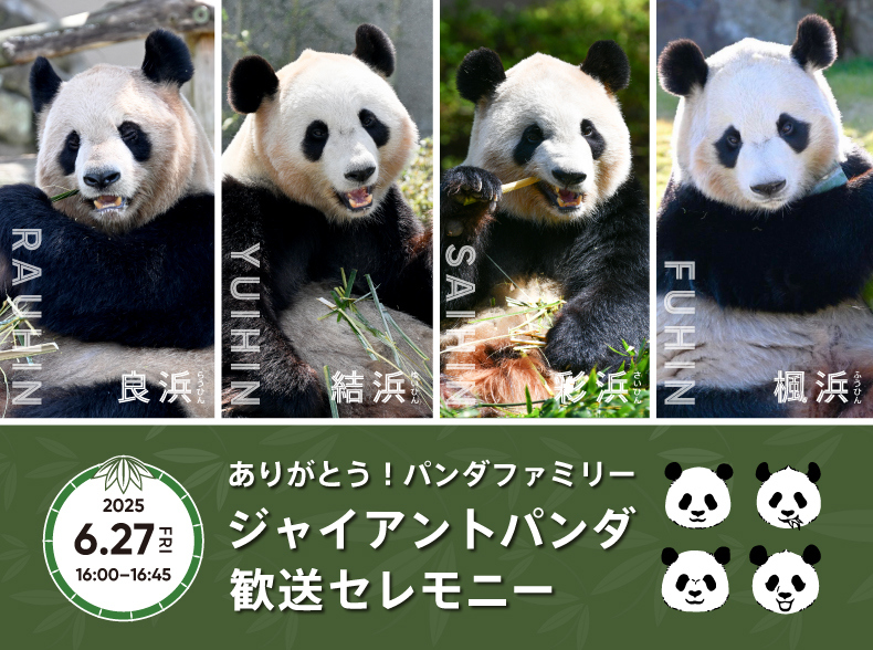 和歌山のパンダ、歓送セレモニー＆最終観覧など発表【詳細】 「パンダファミリーの幸せの輪が世界へ広がることを願って」（オリコン） - Yahoo!ニュース - Yahoo!ニュース
