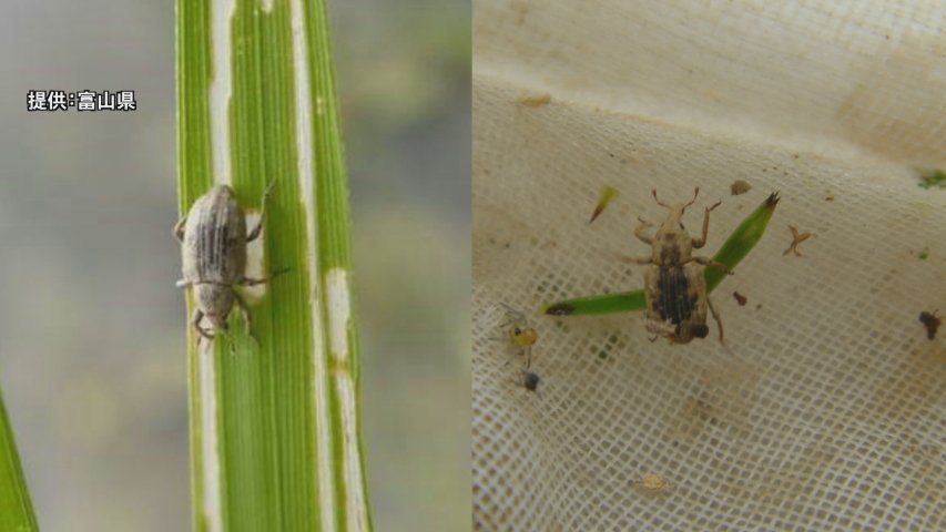カメムシ発生…平年の6倍で過去最多か　向こう1か月の気温高く要注意　富山県産米 生育に課題　 一部コシヒカリで遅れも（チューリップテレビ） - Yahoo!ニュース