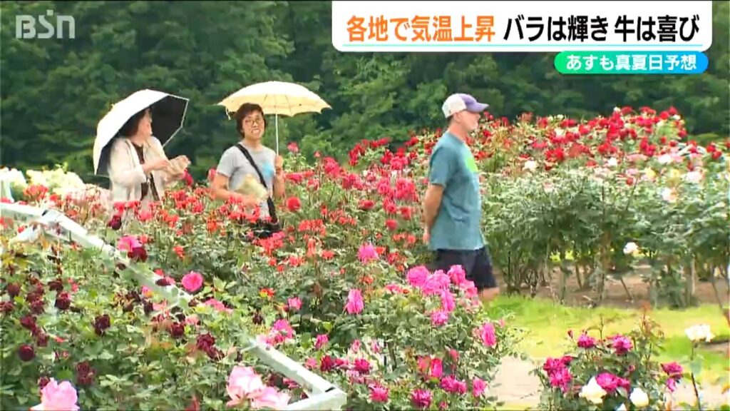 バラは輝き 牛は喜び 高気圧に覆われ “真夏日”一歩手前の一日　新潟市秋葉区では29.7℃（ＢＳＮ新潟放送） - Yahoo!ニュース