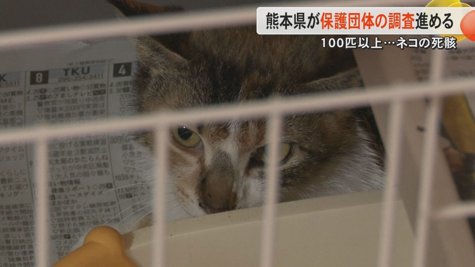 「悲劇的な結果にとても残念」保護ネコ活動の女性宅でネコの大量死に熊本県が『登録譲受団体』を調査 管轄する熊本市とも連携（FNNプライムオンライン） - Yahoo!ニュース - Yahoo!ニュース