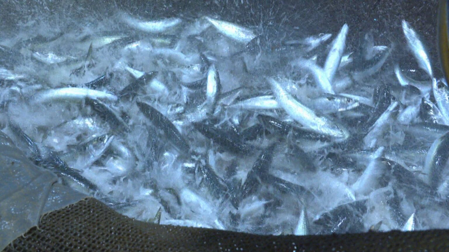 富山湾で「うれしい悲鳴」 サバ漁獲量40年で最多 漁師もびっくり「サバサバしている」 太平洋側から引き合い急増（FNNプライムオンライン） - Yahoo!ニュース - Yahoo!ニュース