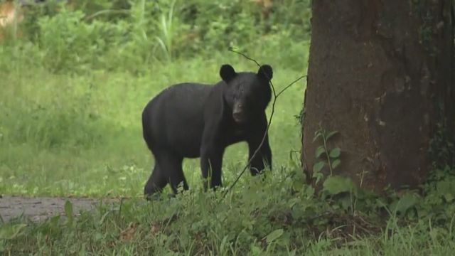 もし、熊に遭遇したら？ 福島県内で熊の目撃が相次ぐ 福島市飯坂町など８日だけで８件（福島中央テレビ） - Yahoo!ニュース - Yahoo!ニュース
