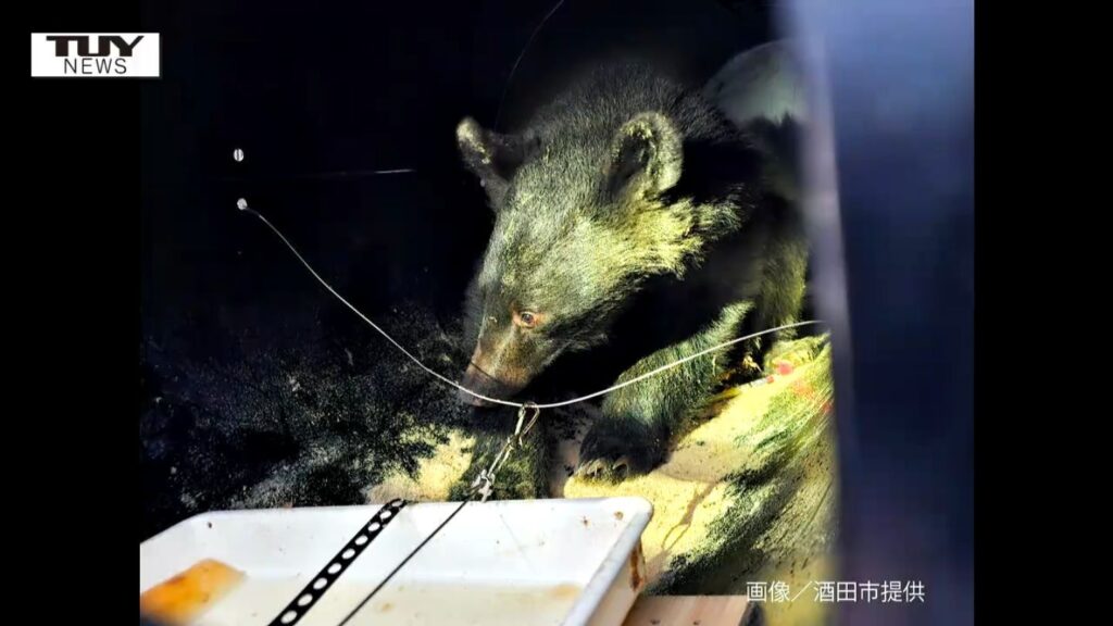 【動画】約1週間がたちようやく捕獲...酒田市の寺の床下クマ 山に放される けさ麻酔をかけ搬出（山形）（テレビユー山形） - Yahoo!ニュース - Yahoo!ニュース