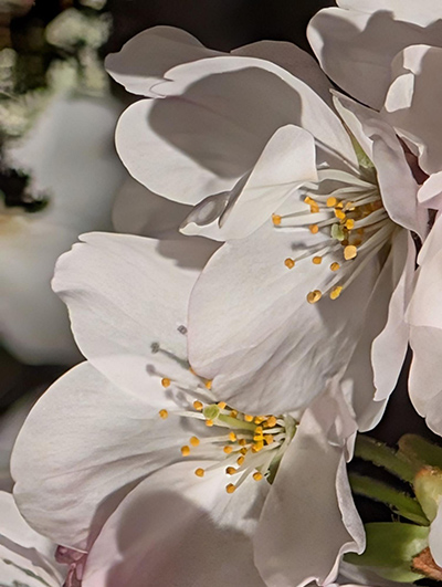 四季折々の魅力が楽しめて全国からファンが訪れる「鶴ヶ城（つるがじょう）」