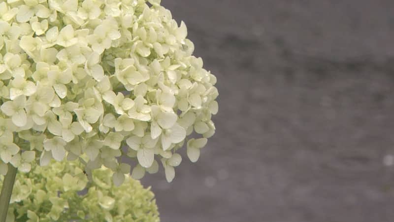 関東甲信が梅雨入り 平年より３日遅く去年より１１日早い 気象庁（群馬テレビ） - Yahoo!ニュース