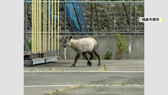 福島市の県運転免許センター敷地に二ホンカモシカ出没 技能試験が一時中断 周辺の住民に被害なし （福島テレビ） - Yahoo!ニュース - Yahoo!ニュース