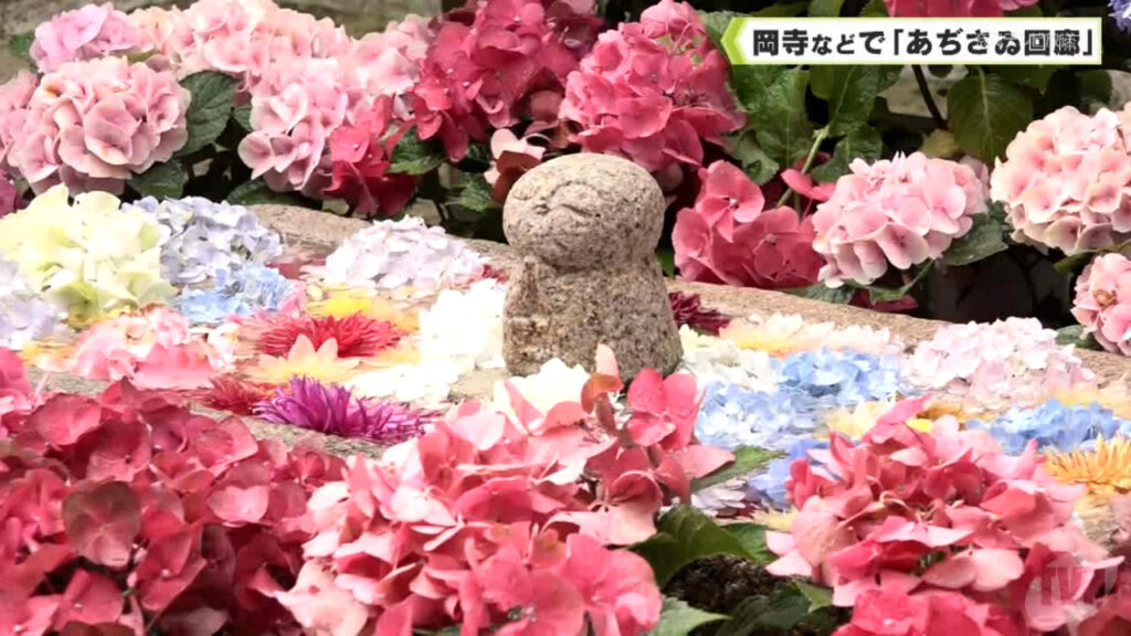岡寺などで「あぢさゐ回廊」（奈良テレビ放送） - Yahoo!ニュース